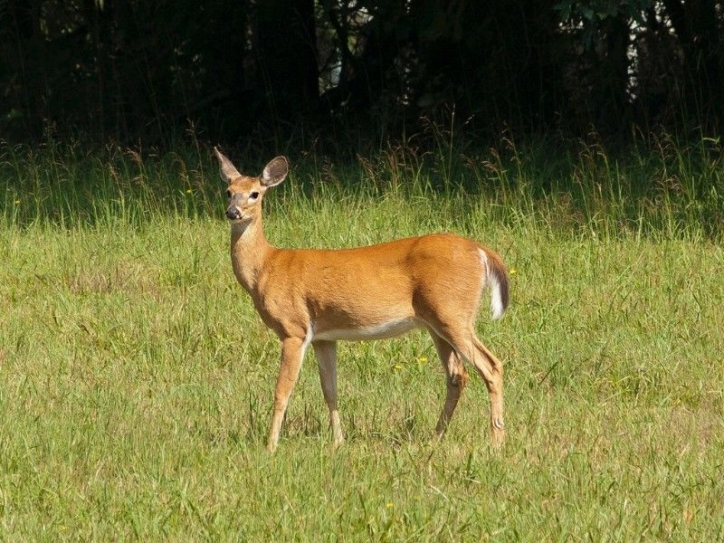 Conservation Wardens Investigating Deer Poaching Across Wisconsin