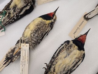 Natural Connections: Mis-Named Birds Article Image