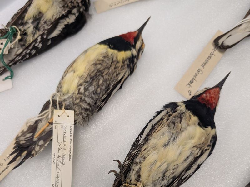 Natural Connections: Mis-Named Birds