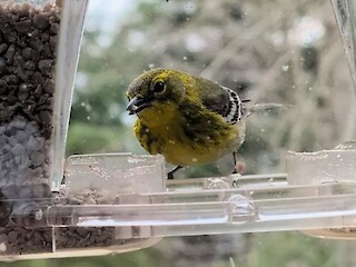 Natural Connections: The Trill of a Pine Warbler Article Image