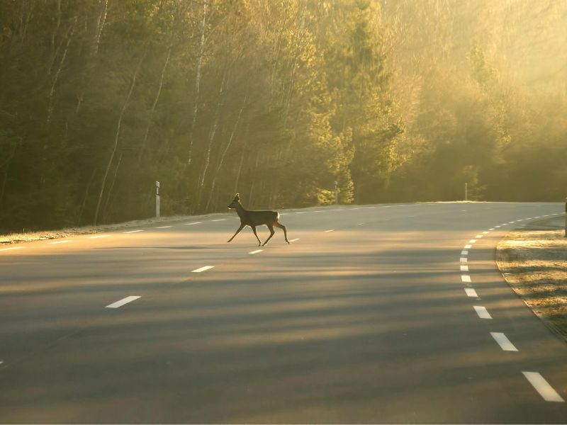 Wisconsin Drivers Urged to Watch for Deer as Crash Numbers Rise