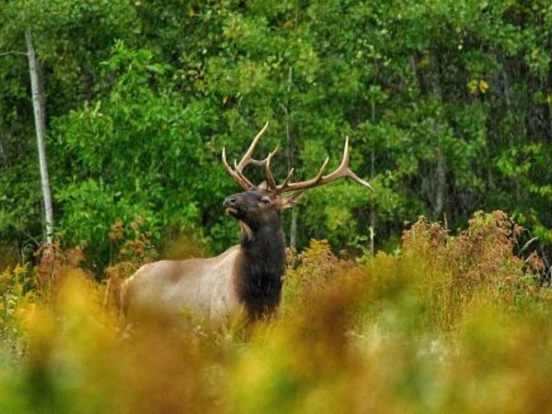 Deadline Nears for 2026 Wisconsin Elk Hunting License Applications