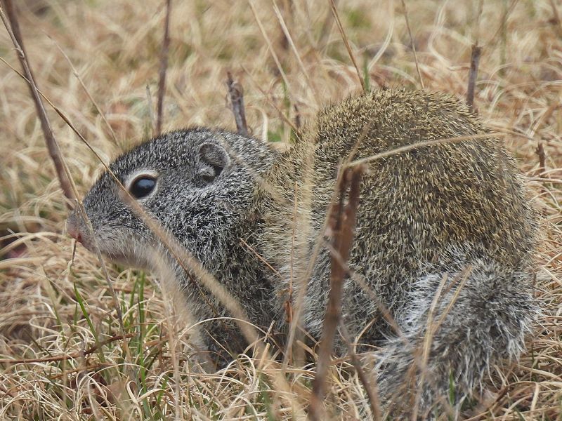 Natural Connections: A Prairie-Dweller Moves North
