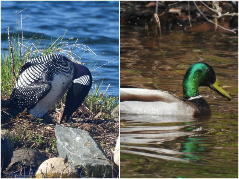 Natural Connections: Spring Explodes in the Northwoods