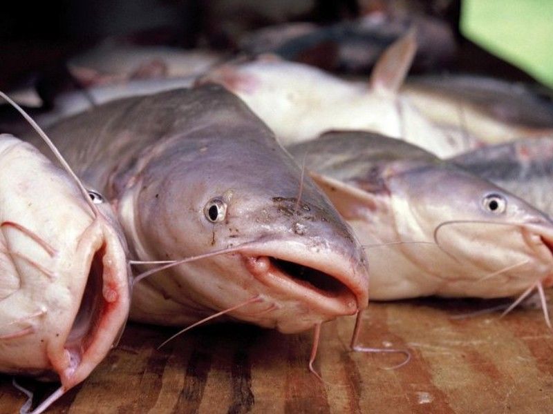 Emergency Rules Now In Place For Harvesting Catfish By Hand, Bow And Crossbow