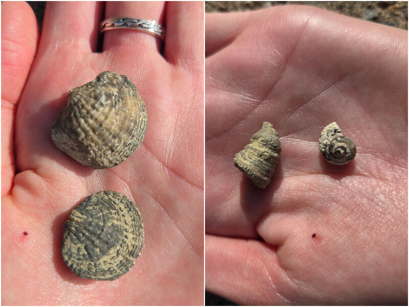 Northwoods Through the Lens: Fossil Explorations
