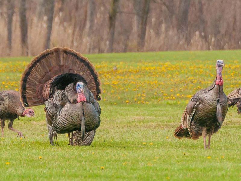Wisconsin Turkey Harvest Surpasses Five-Year Average in 2026 Spring Season