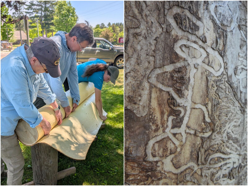Natural Connections: Preserving the Legacy of Black Ash