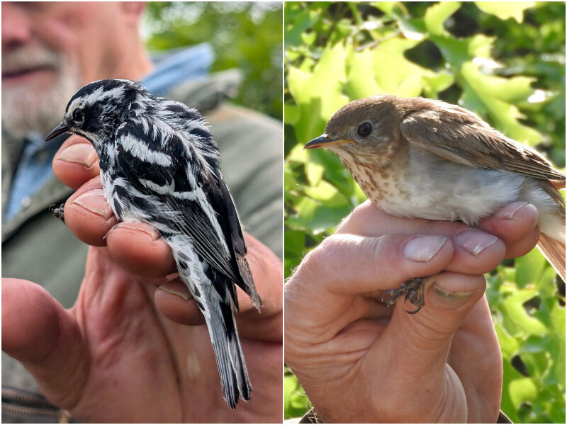 Natural Connections: Heartbeats and Birds
