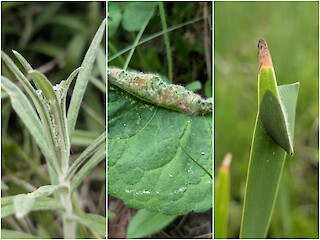 Natural Connections: The Ecology of Leaf Architects Article Image