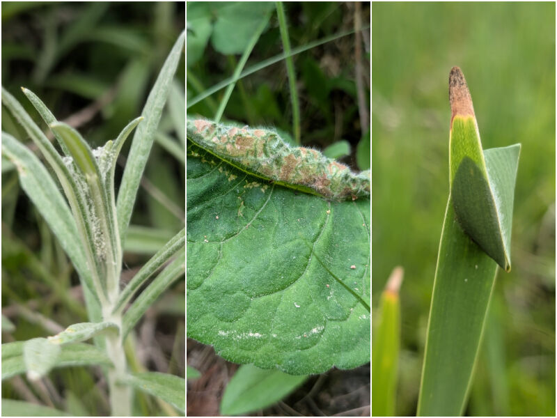 Natural Connections: The Ecology of Leaf Architects