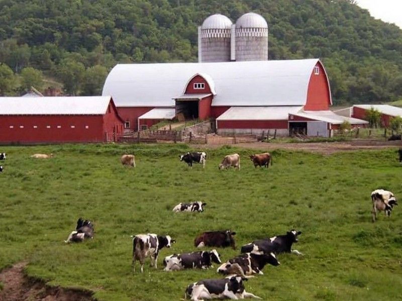 Wisconsin Lost Nearly 700 Dairy Herds In 2018
